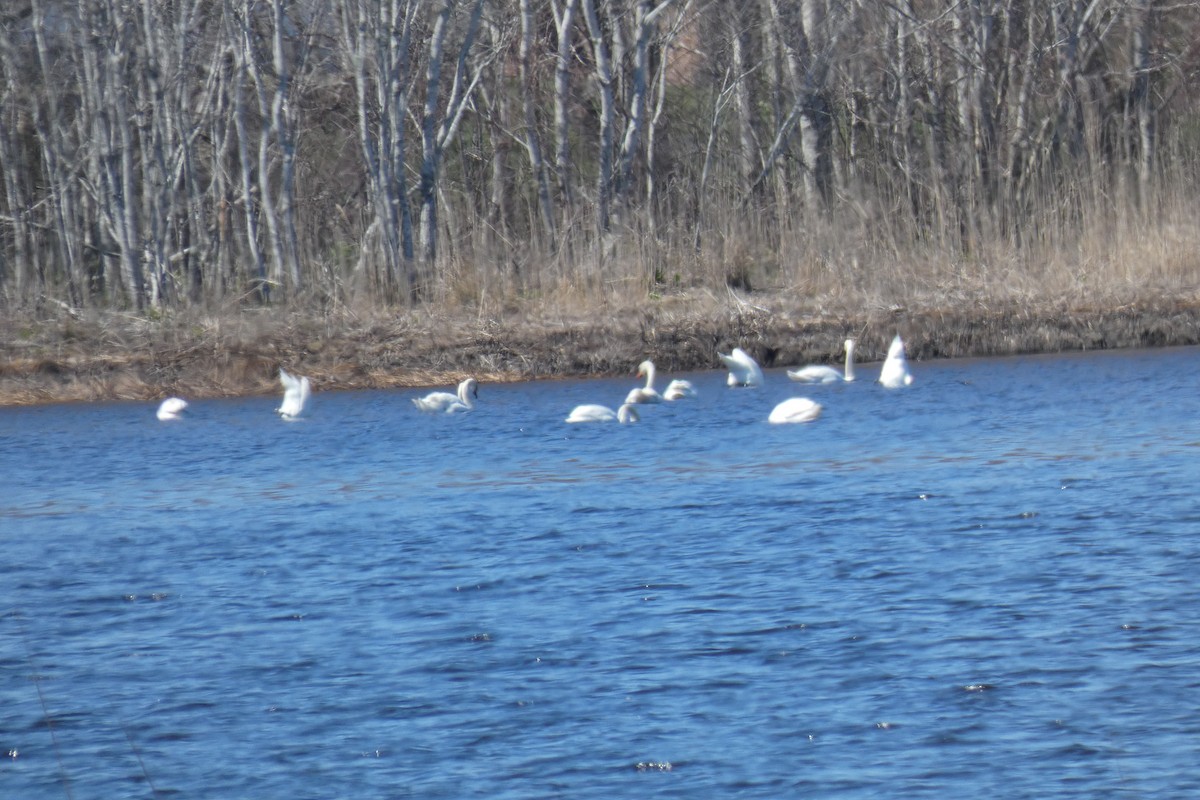 Mute Swan - ML434405381