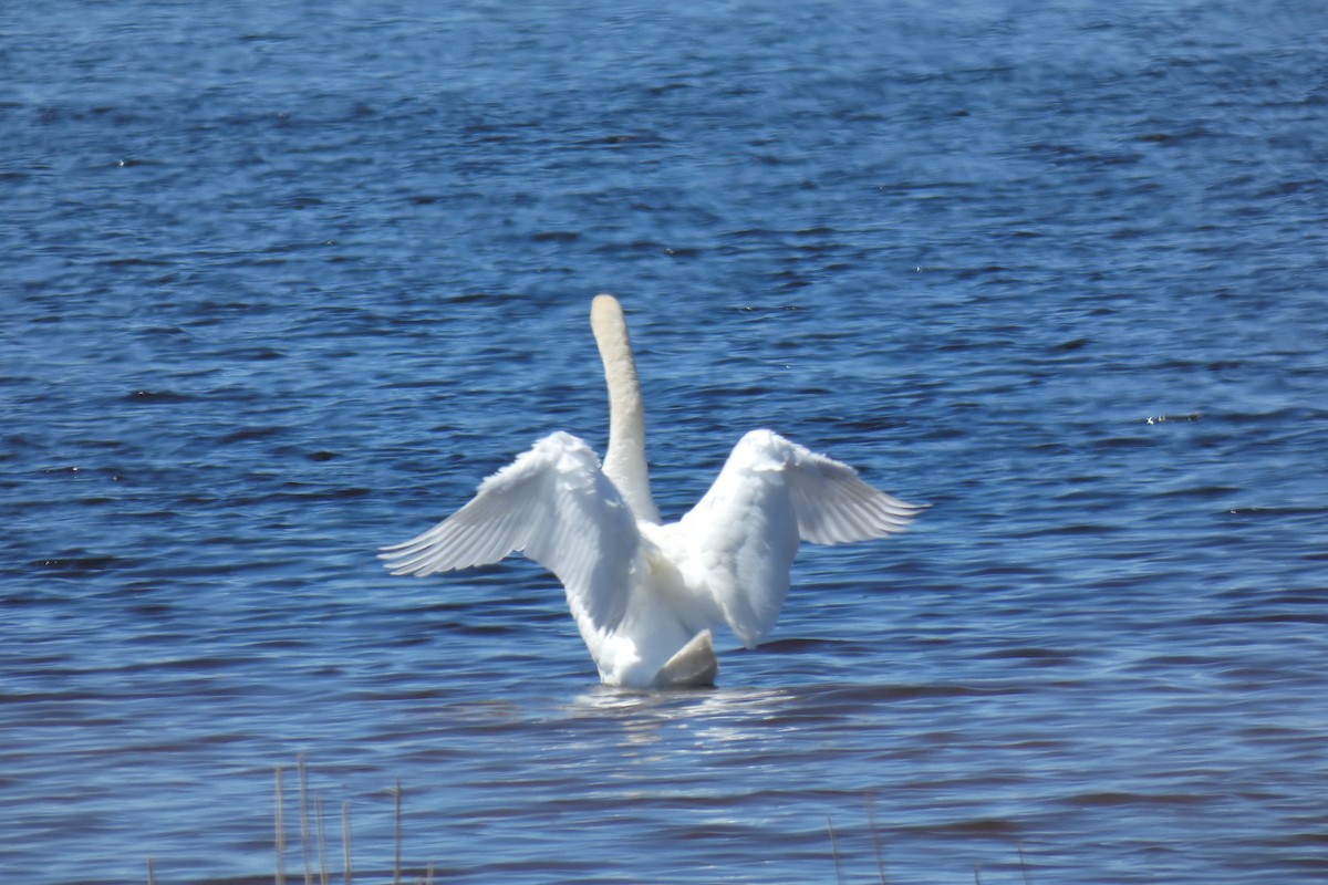 Mute Swan - ML434405391