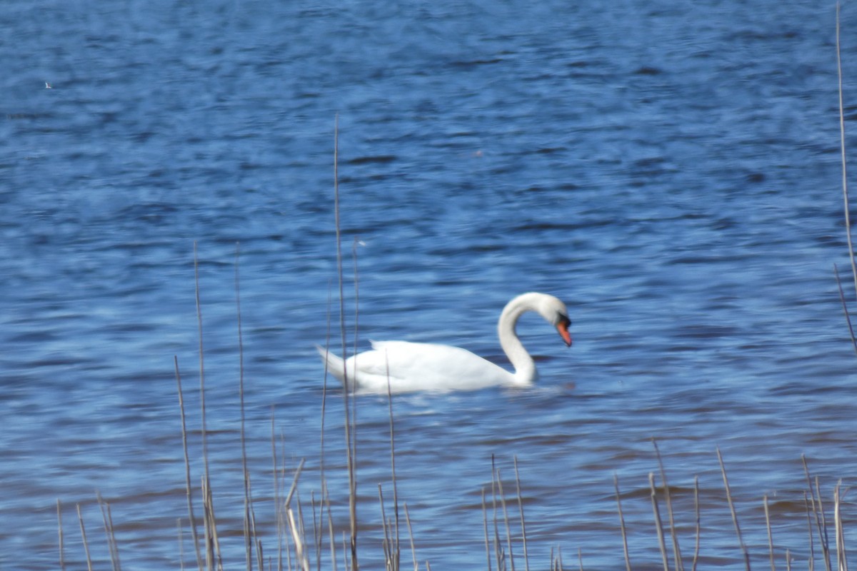 Mute Swan - Manoli Strecker