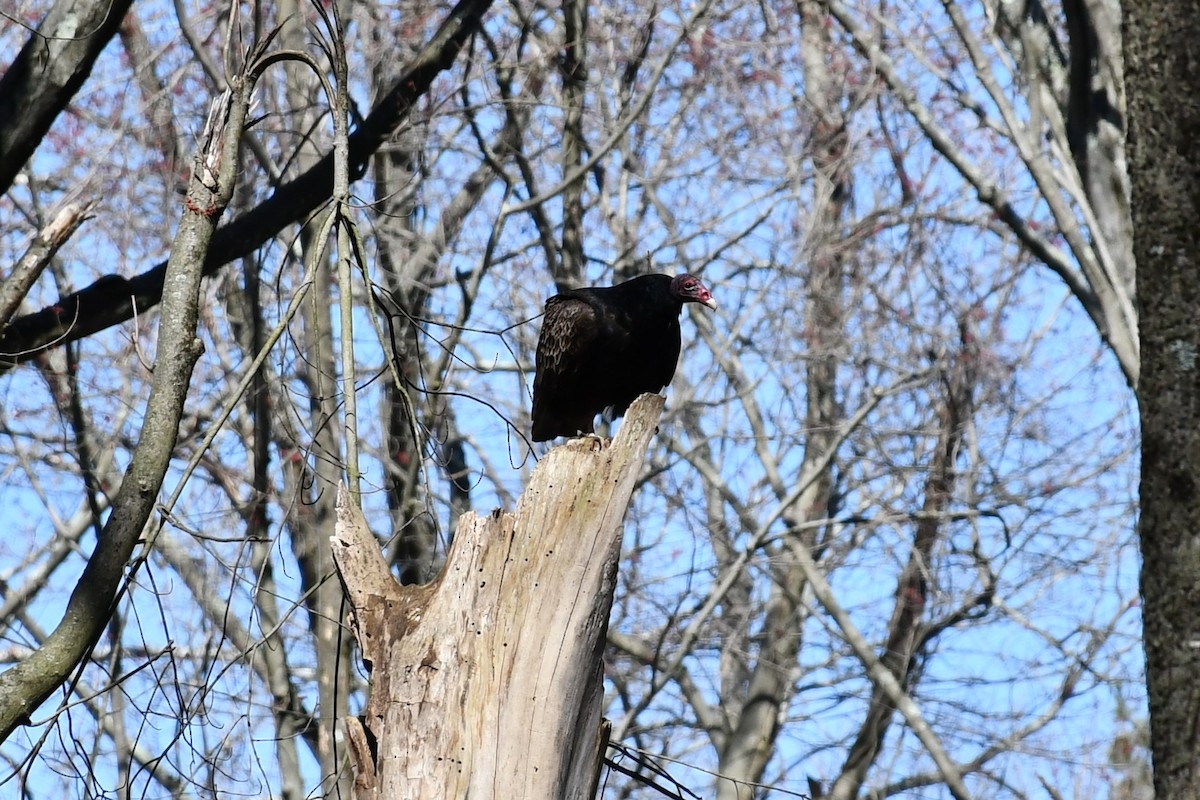 Turkey Vulture - ML434405971
