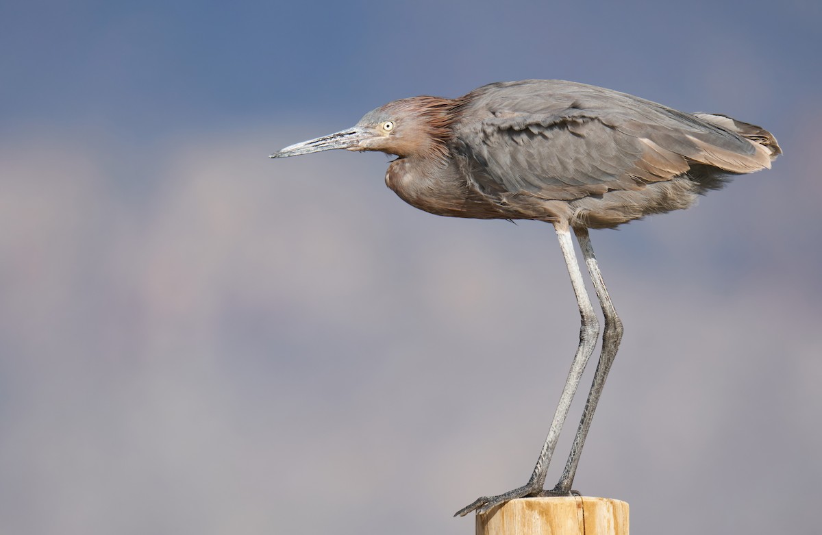 Reddish Egret - ML434406061