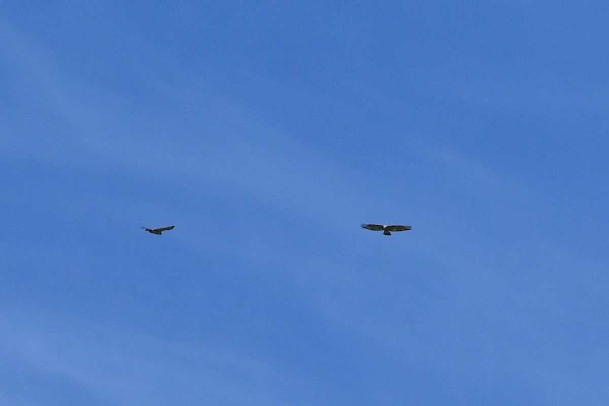 Red-tailed Hawk - ML434406731