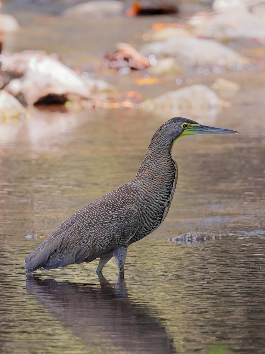 Bare-throated Tiger-Heron - ML434406821