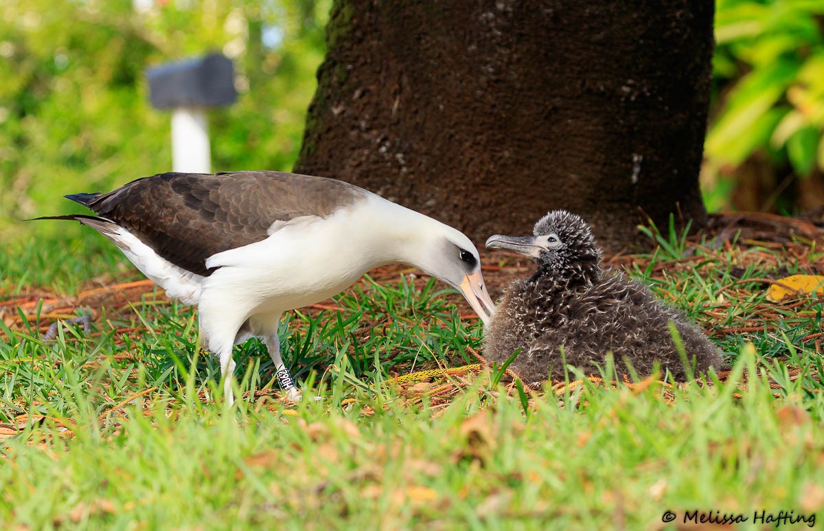 Laysan Albatross - Melissa Hafting