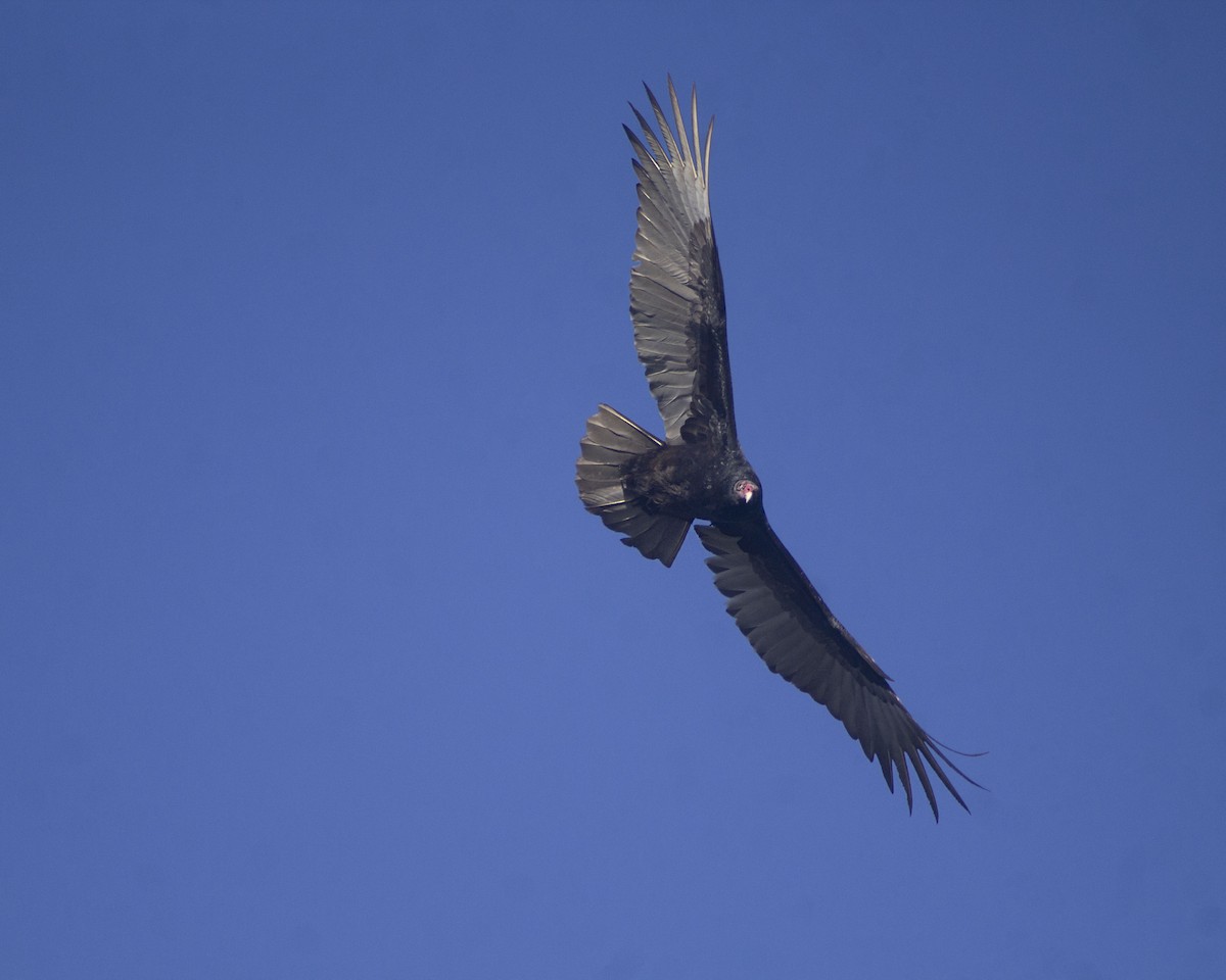 Turkey Vulture - ML434410721
