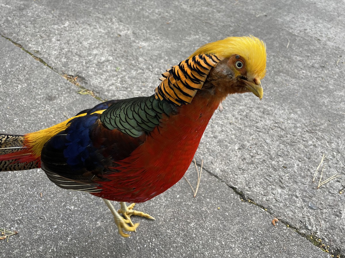 Golden Pheasant - ML434411491