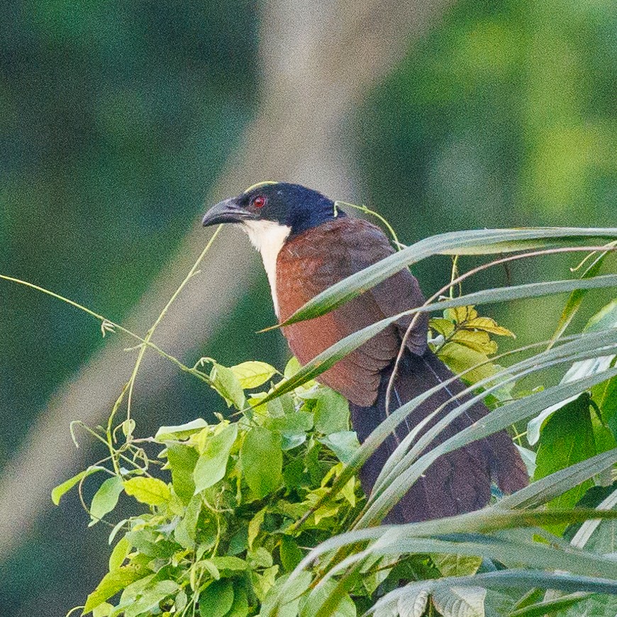 Blue-headed Coucal - ML434411841