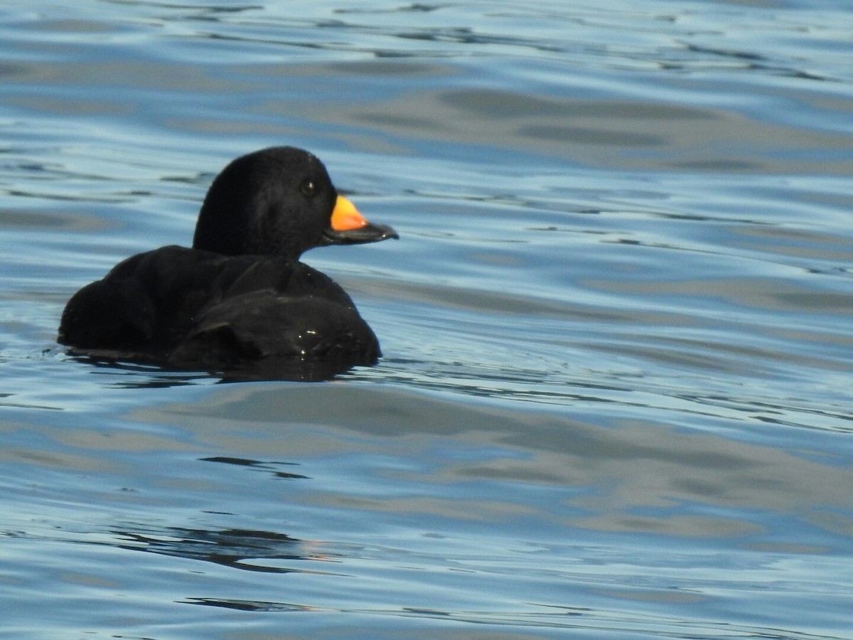 Black Scoter - Anonymous