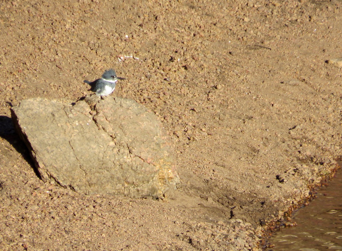 Belted Kingfisher - ML434414081