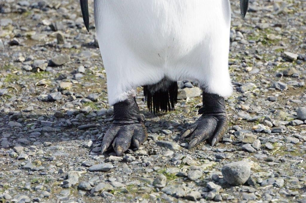 King Penguin - ML434414521