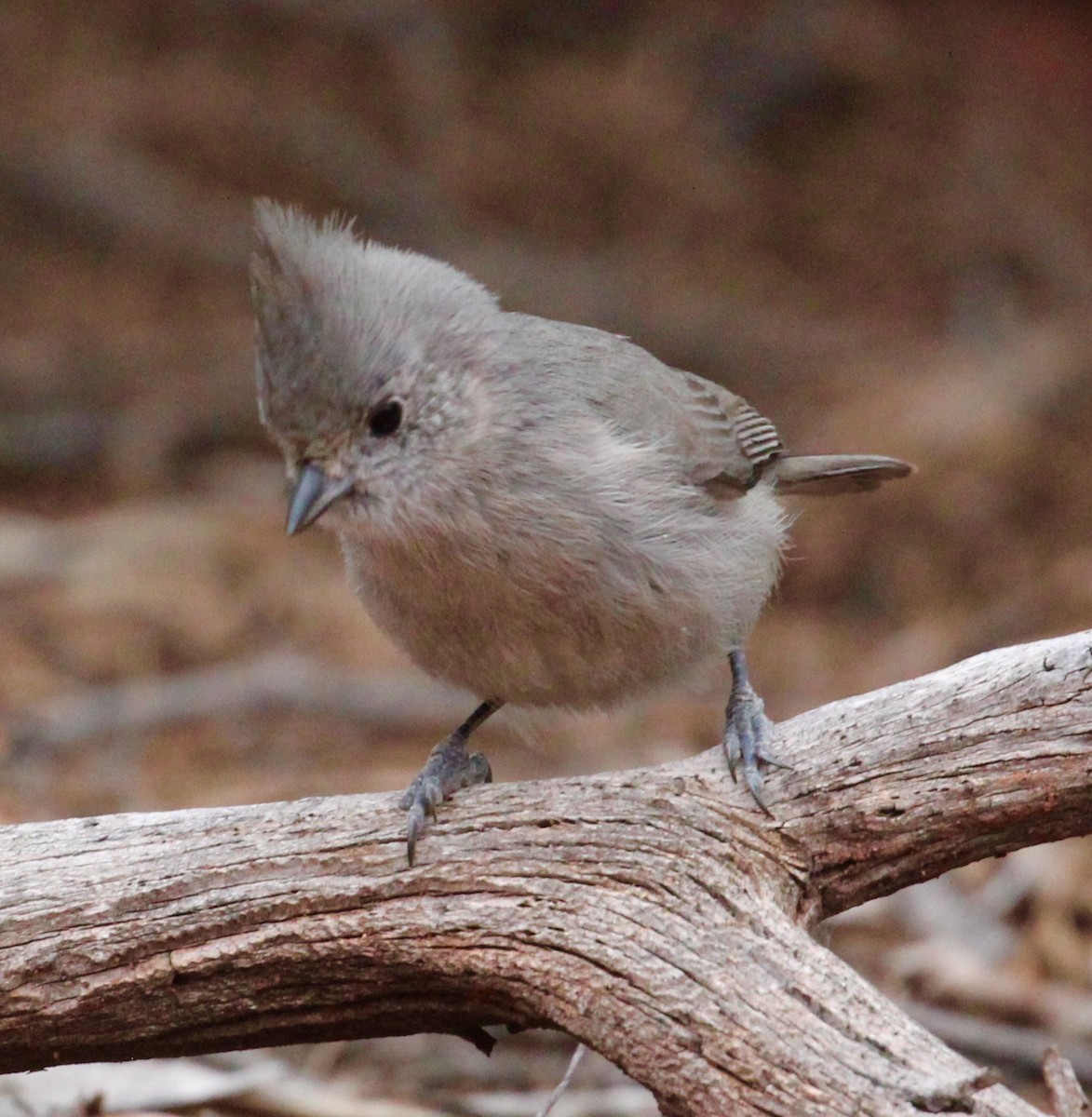 Juniper Titmouse - ML434415061