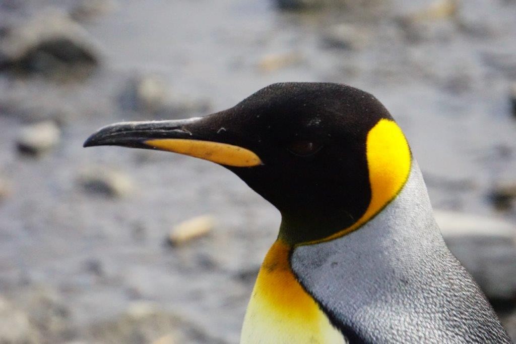 King Penguin - Virginia Davis