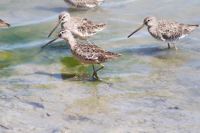 Short-billed Dowitcher - ML43441561