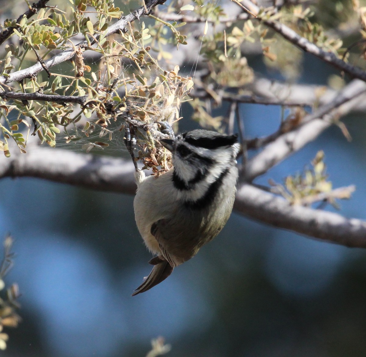 Bridled Titmouse - ML434417131