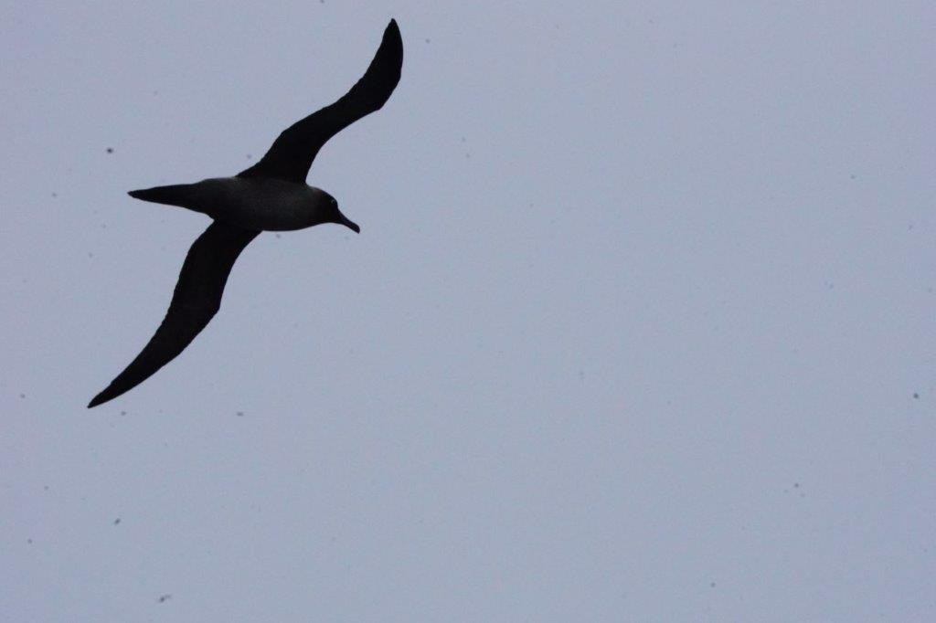 Light-mantled Albatross - Virginia Davis