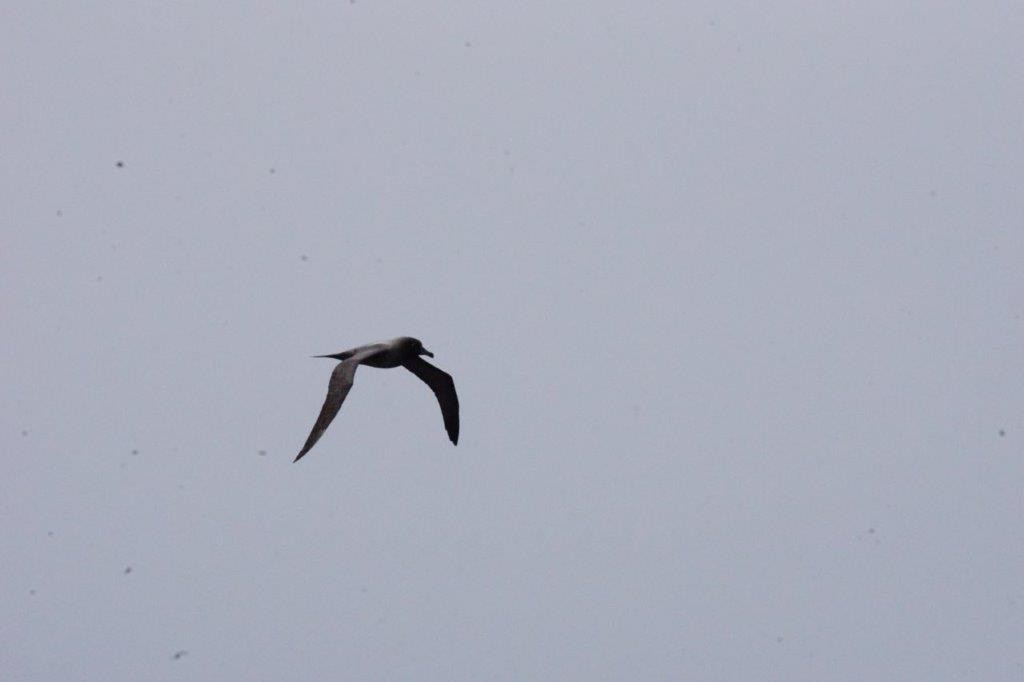 Light-mantled Albatross - Virginia Davis