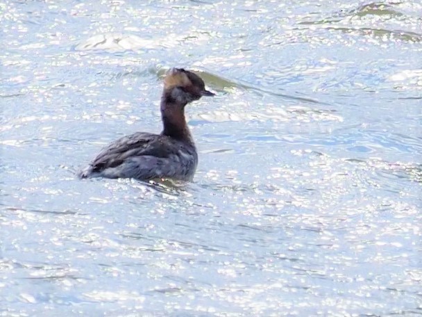 Horned Grebe - ML434418791