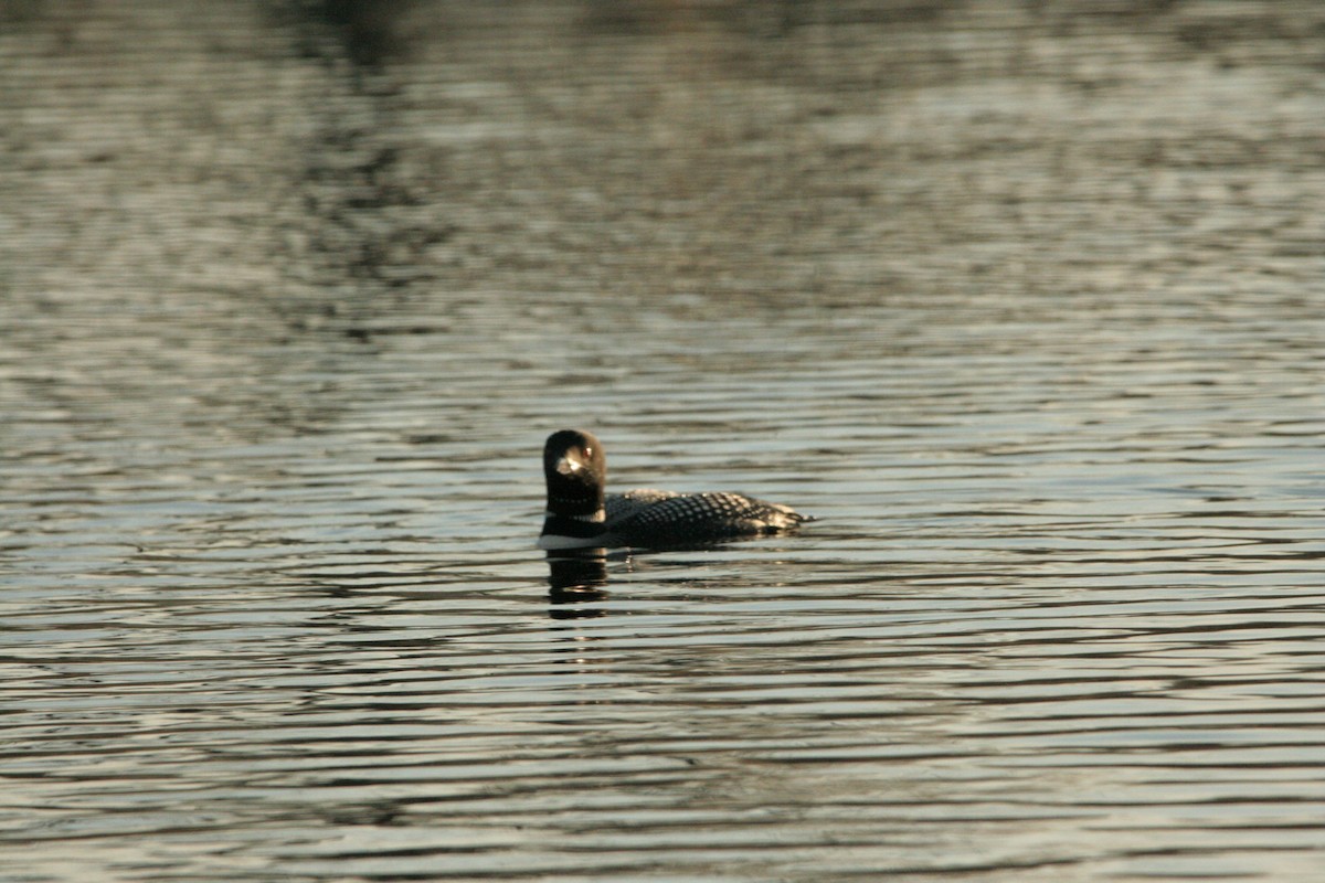 Common Loon - ML434418851