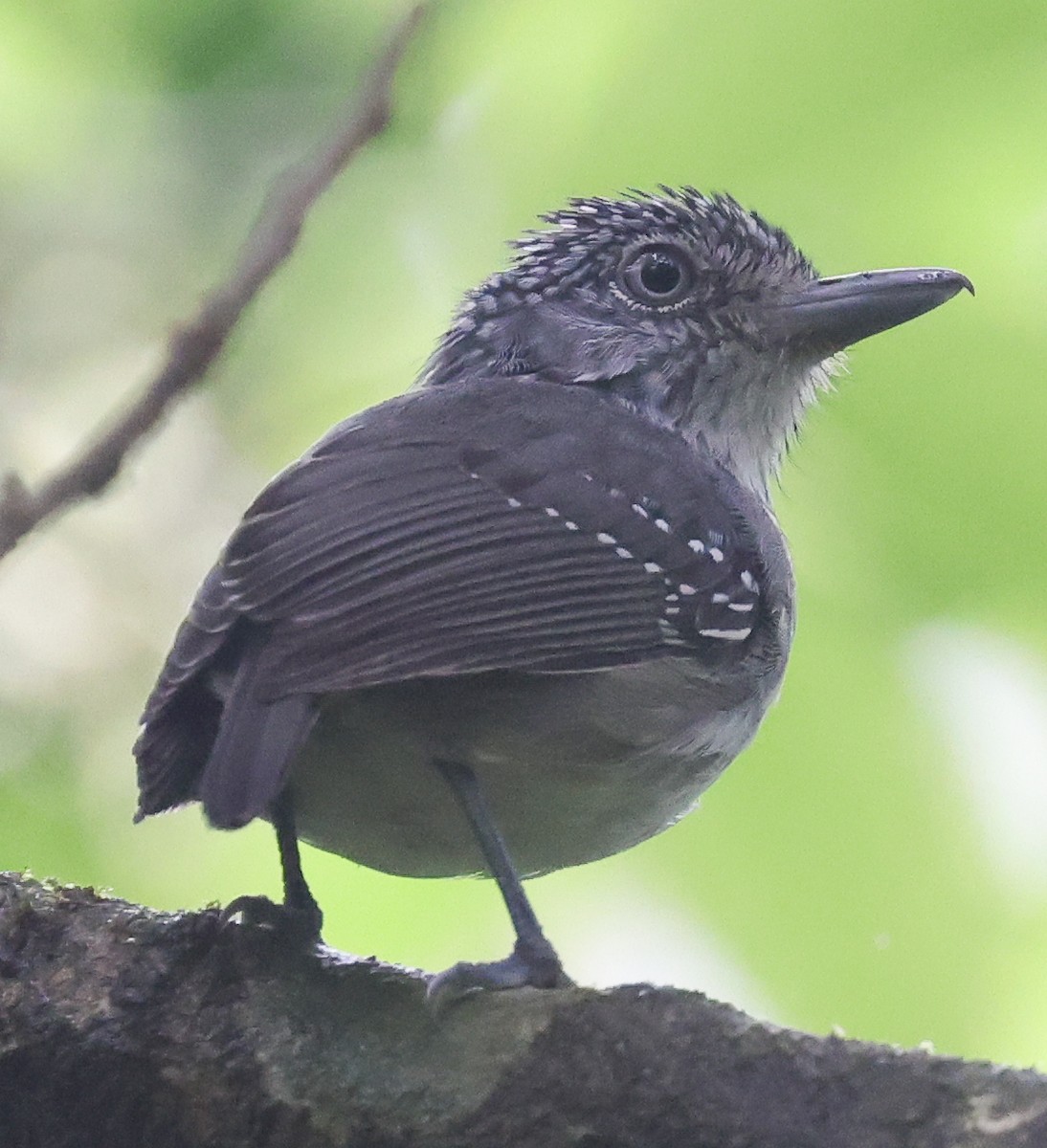 Tüpfelkronen-Ameisenvogel - ML434419321