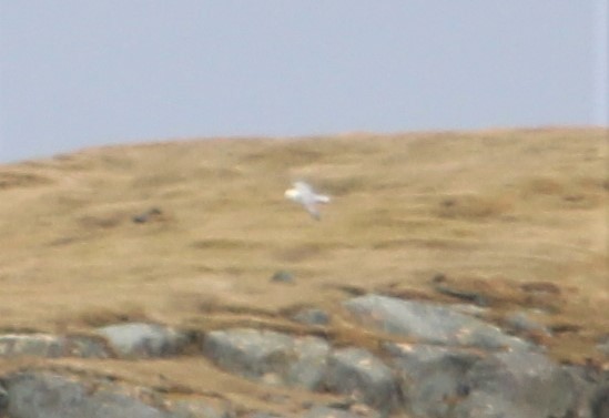 Fulmar boréal - ML434420131