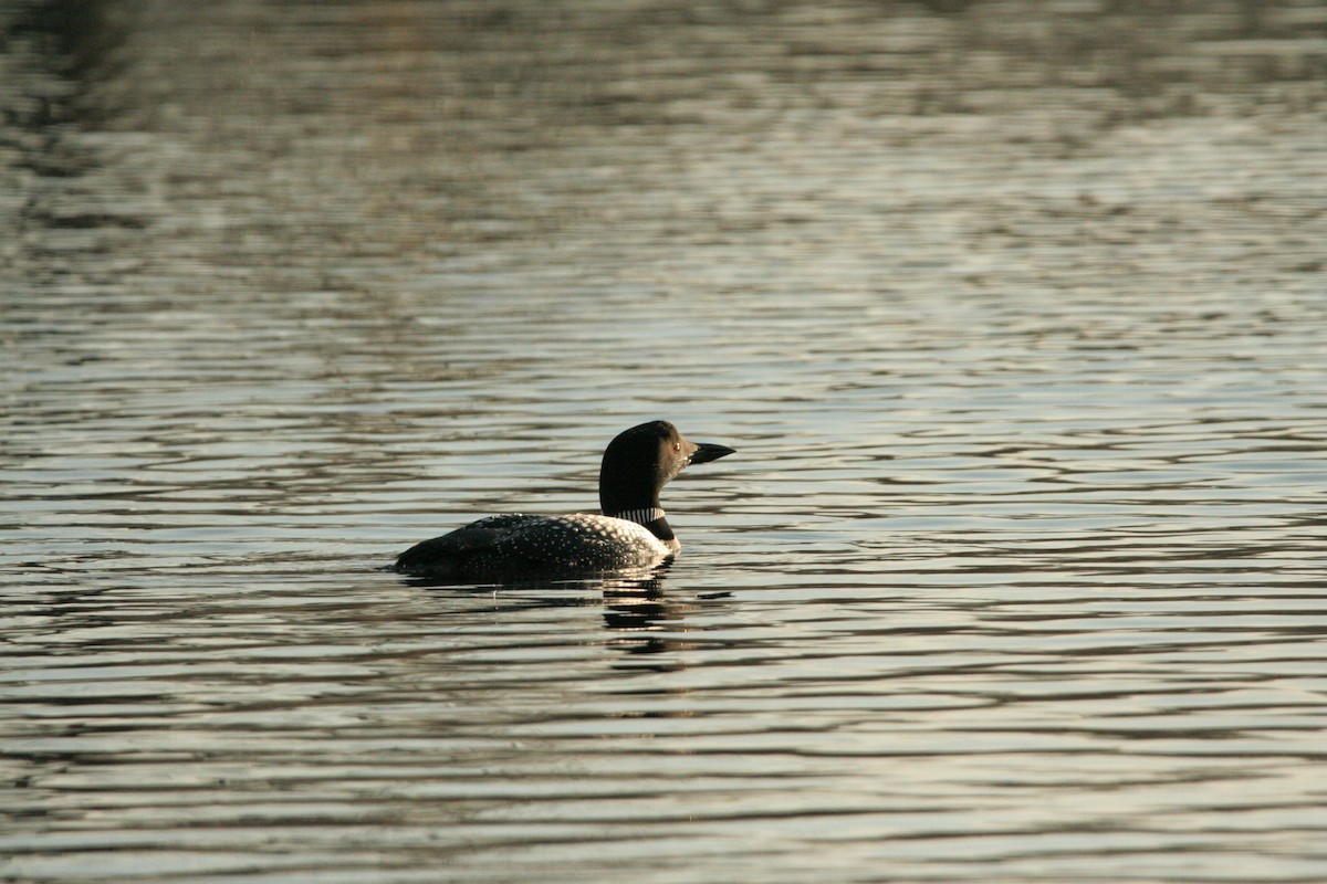 Common Loon - ML434421871