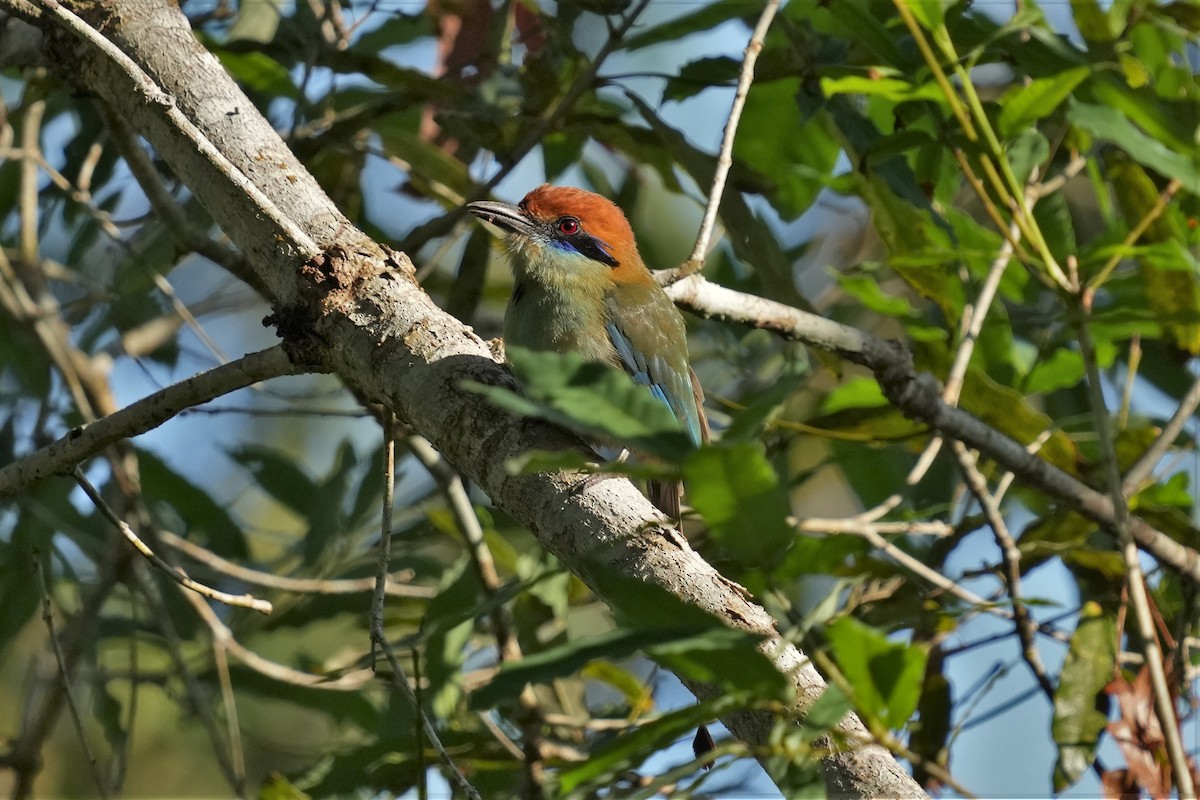 Russet-crowned Motmot - ML434423481