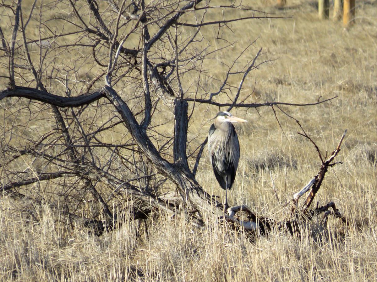 Great Blue Heron - Al Zerbe