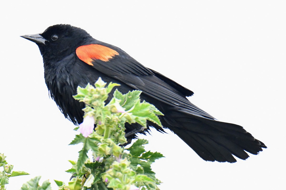 Red-winged Blackbird - Tom Duncan