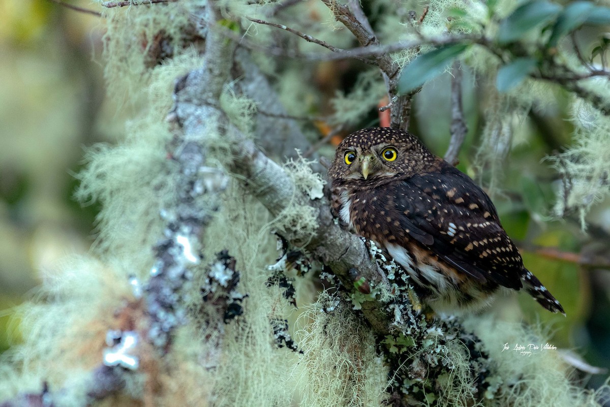 Costa Rican Pygmy-Owl - José Andrés Peña Villalobos