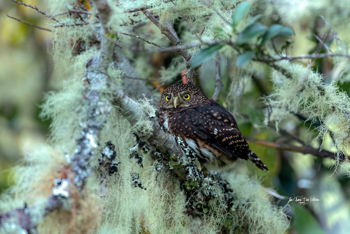 Costa Rican Pygmy-Owl - José Andrés Peña Villalobos