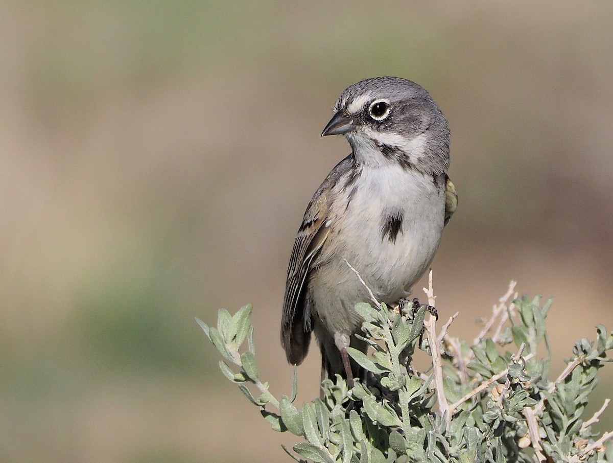 Bell's Sparrow - ML434425401