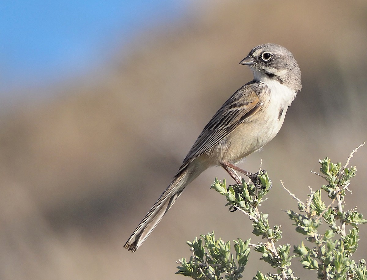 Bell's Sparrow - ML434425441