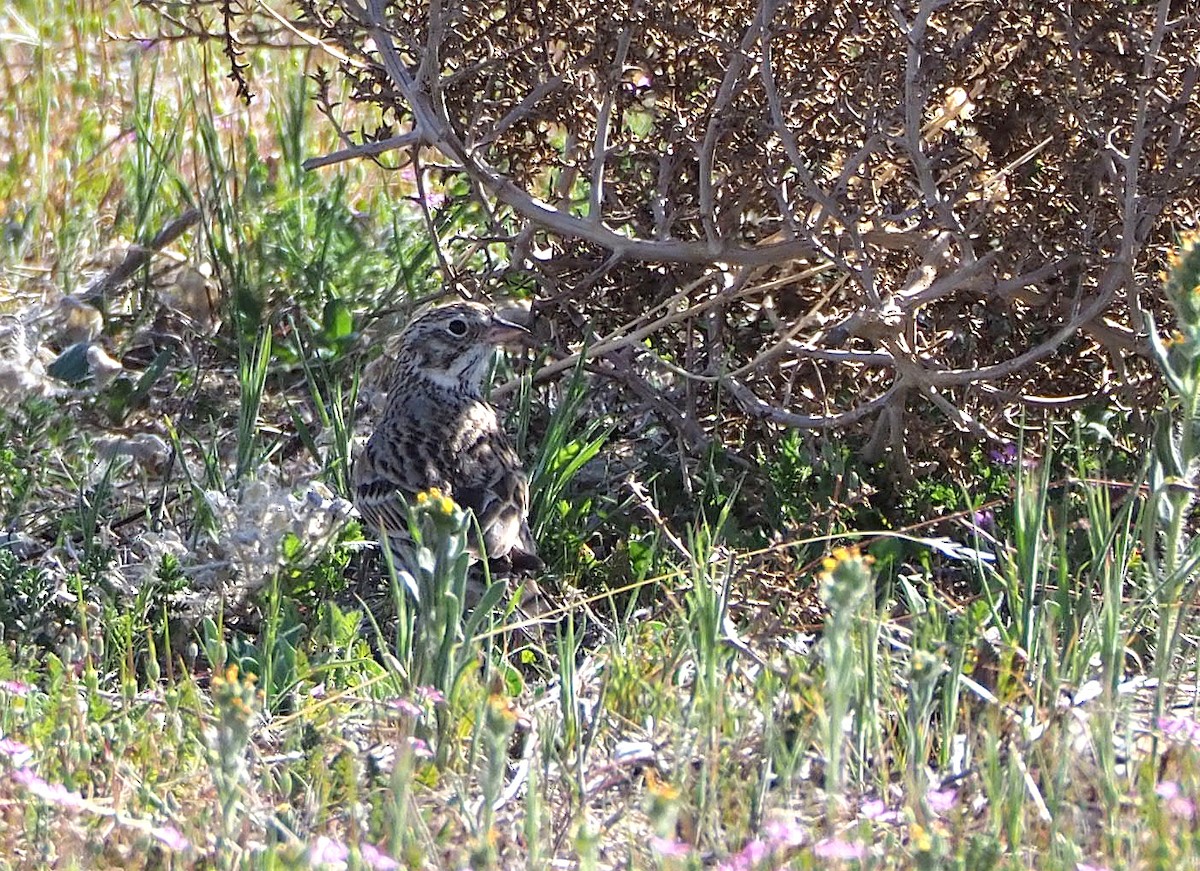 Vesper Sparrow - ML434425551