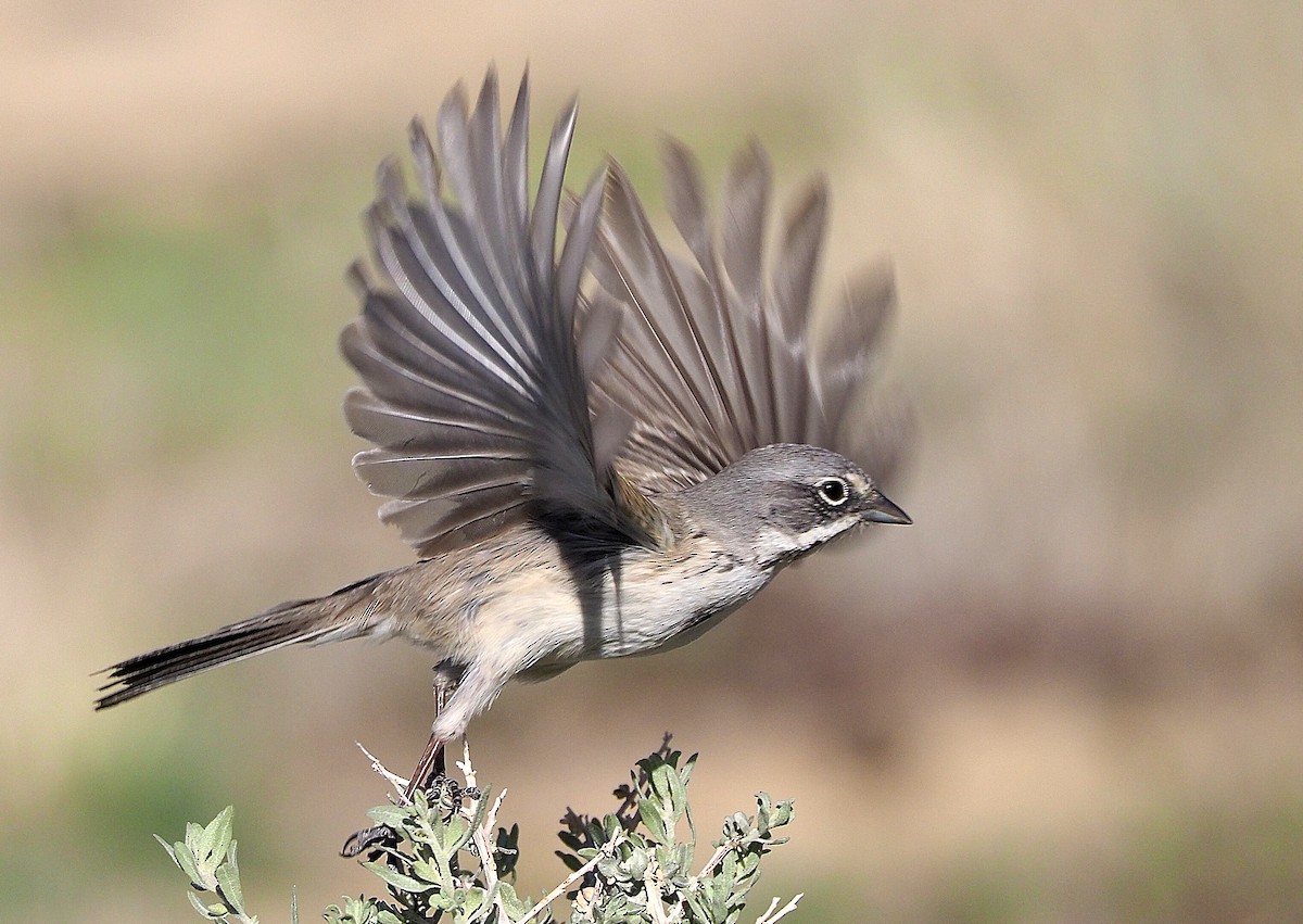 Bell's Sparrow - ML434425591