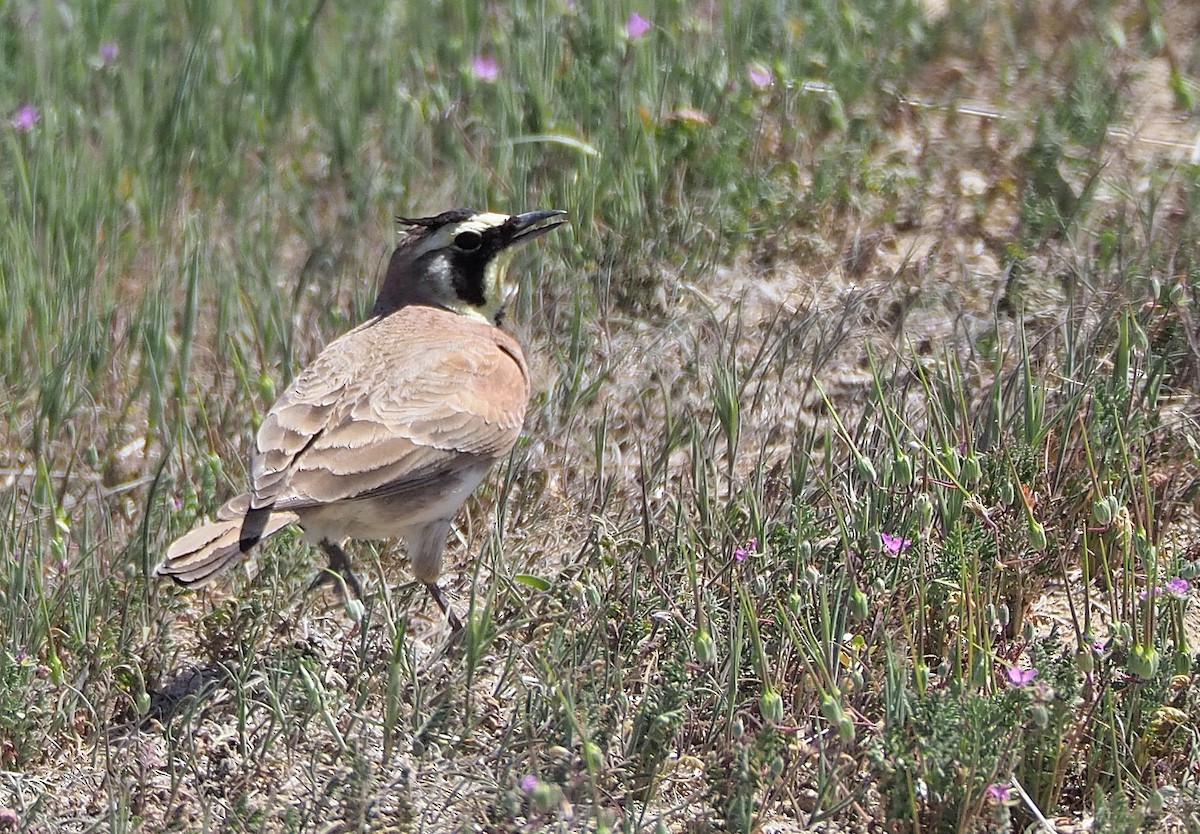 Horned Lark - ML434425691