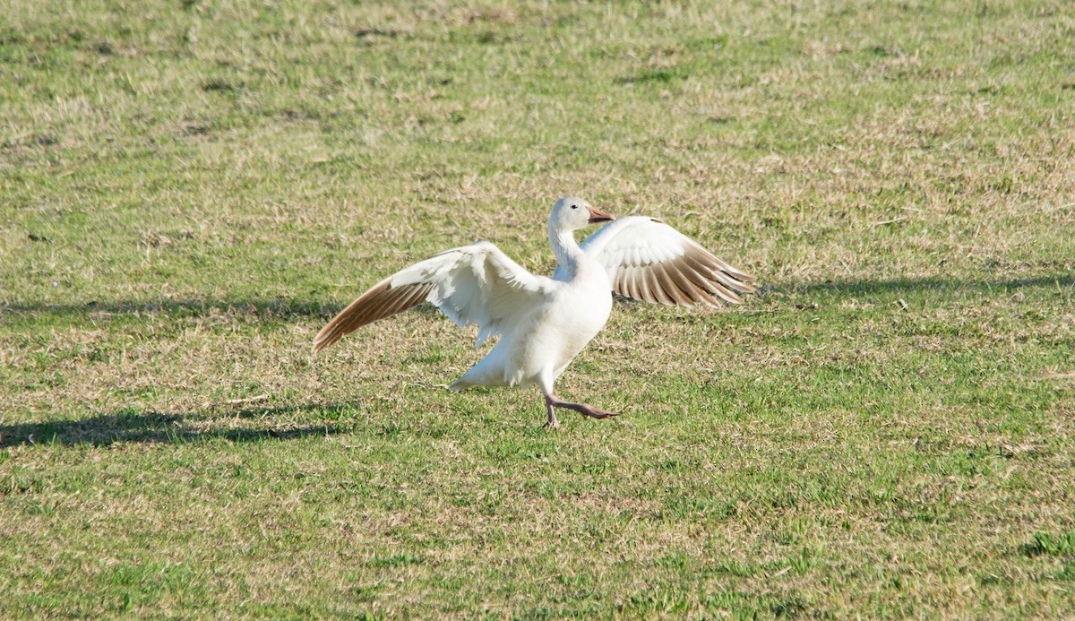 Snow Goose - ML434426151