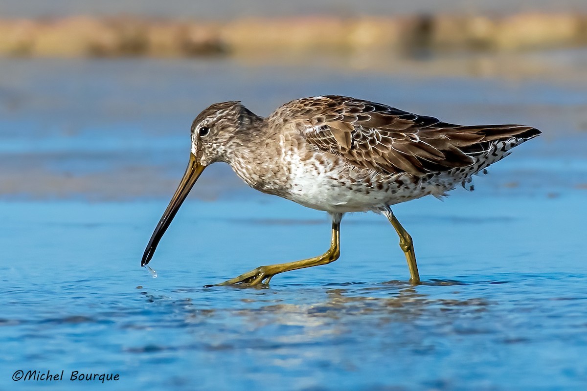 Long-billed Dowitcher - ML434426431