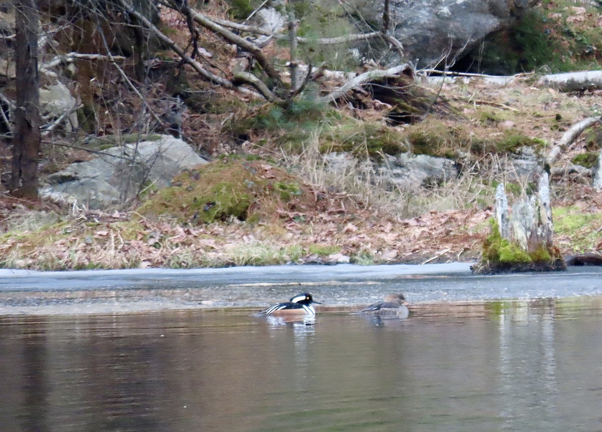 Hooded Merganser - ML434428731