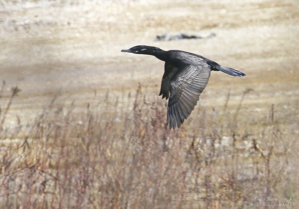 Cormorán Biguá - ML434430241