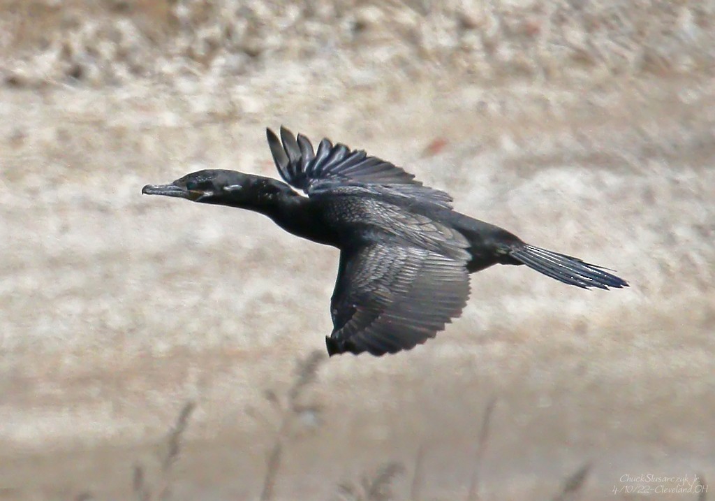 Neotropic Cormorant - ML434430261