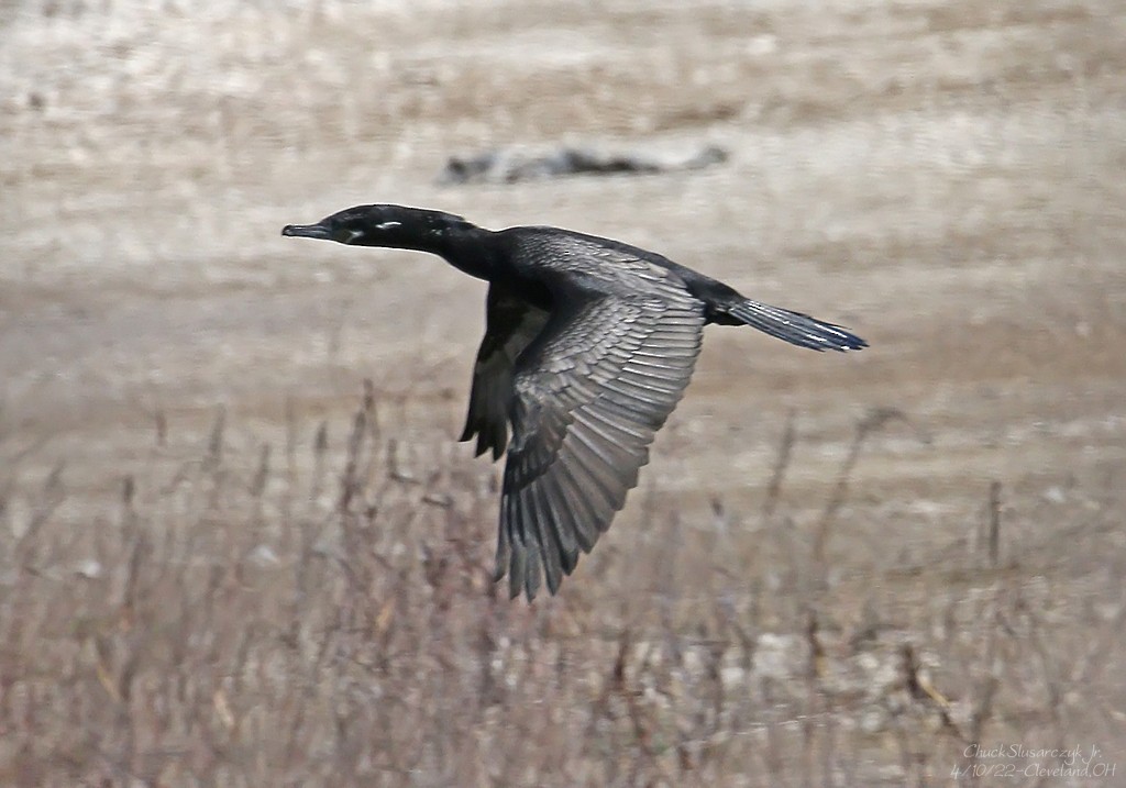 Неотропический баклан - ML434430281