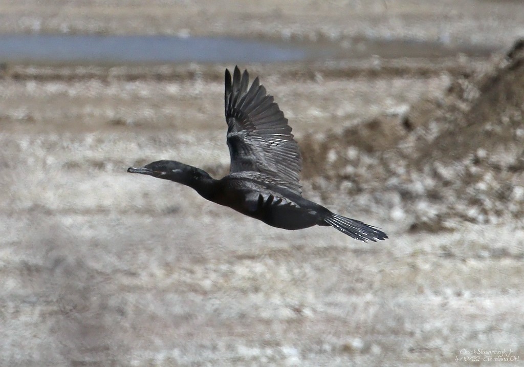 Cormorán Biguá - ML434430301