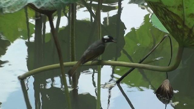 Light-vented Bulbul (formosae/orii) - ML434430731