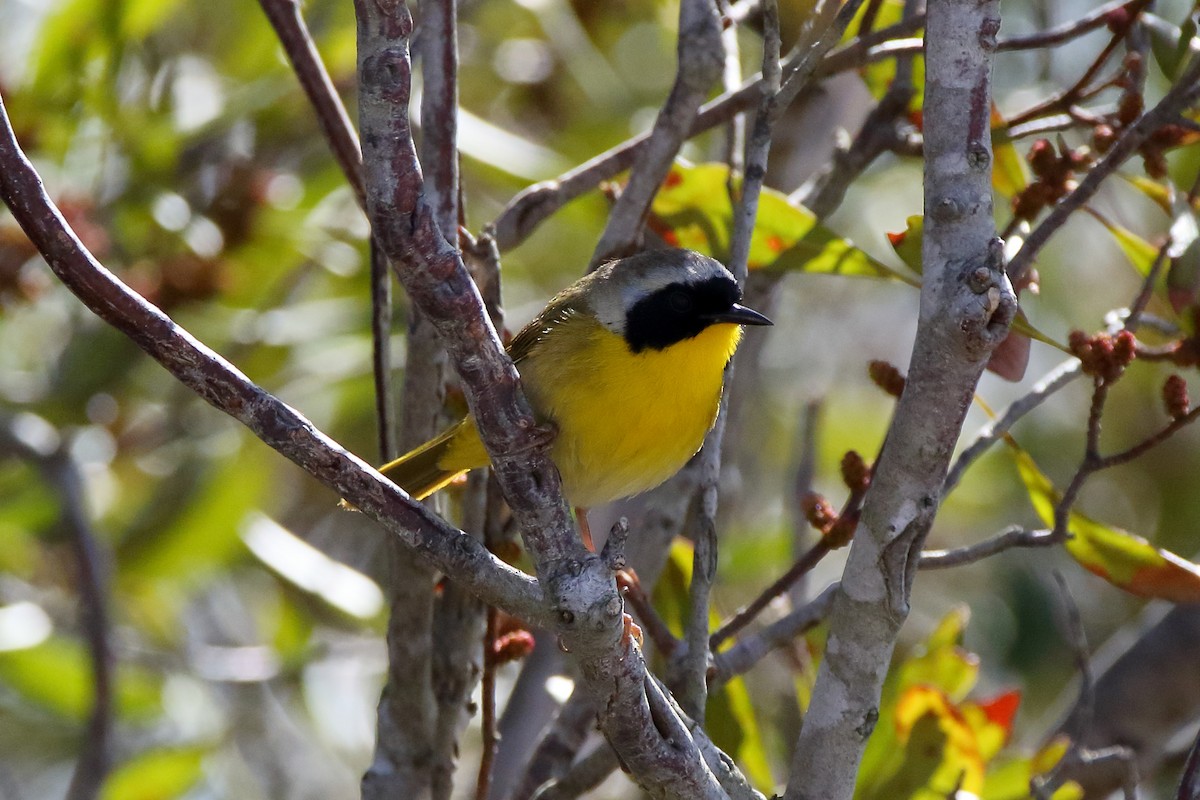 Common Yellowthroat - ML434431641