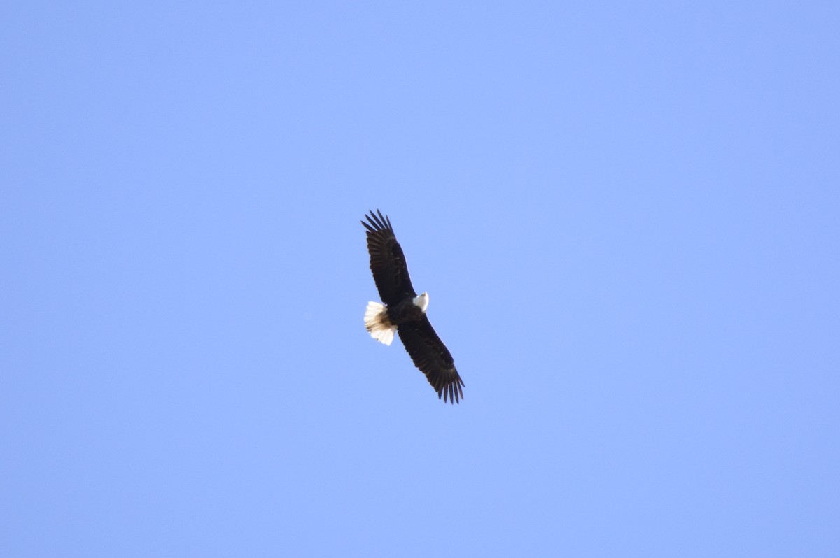 Bald Eagle - ML434432691
