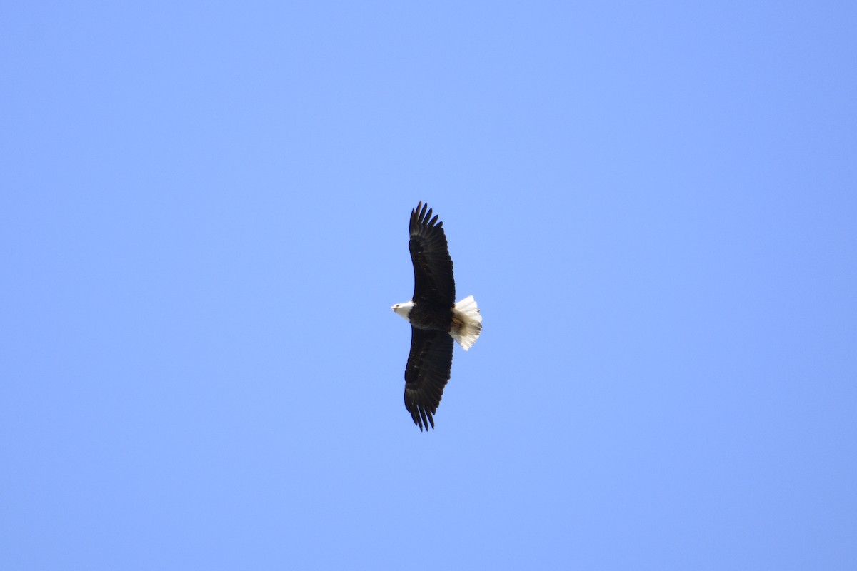 Bald Eagle - ML434432741