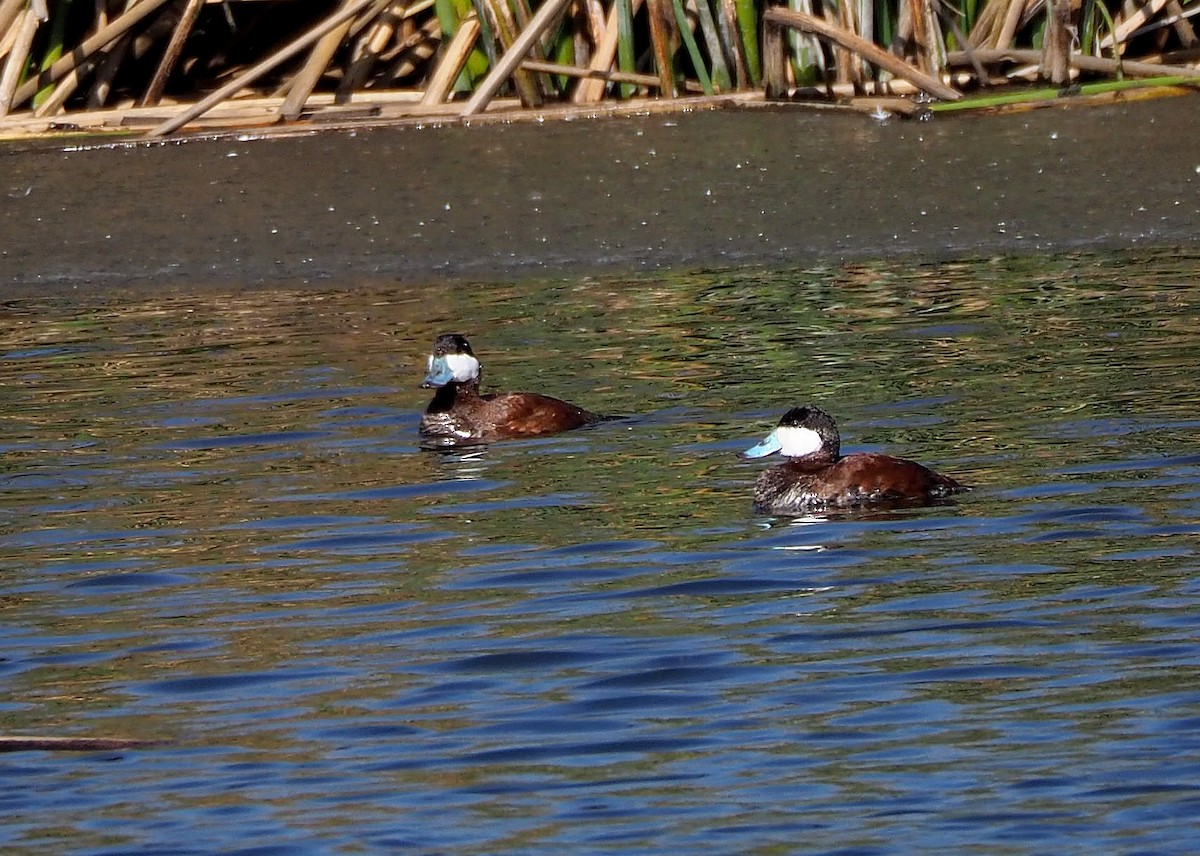 Ruddy Duck - Aidan Brubaker