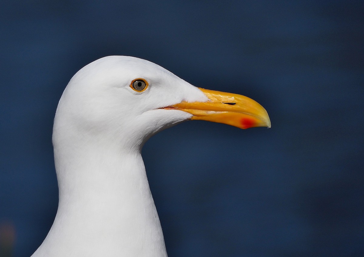 Western Gull - ML434433481