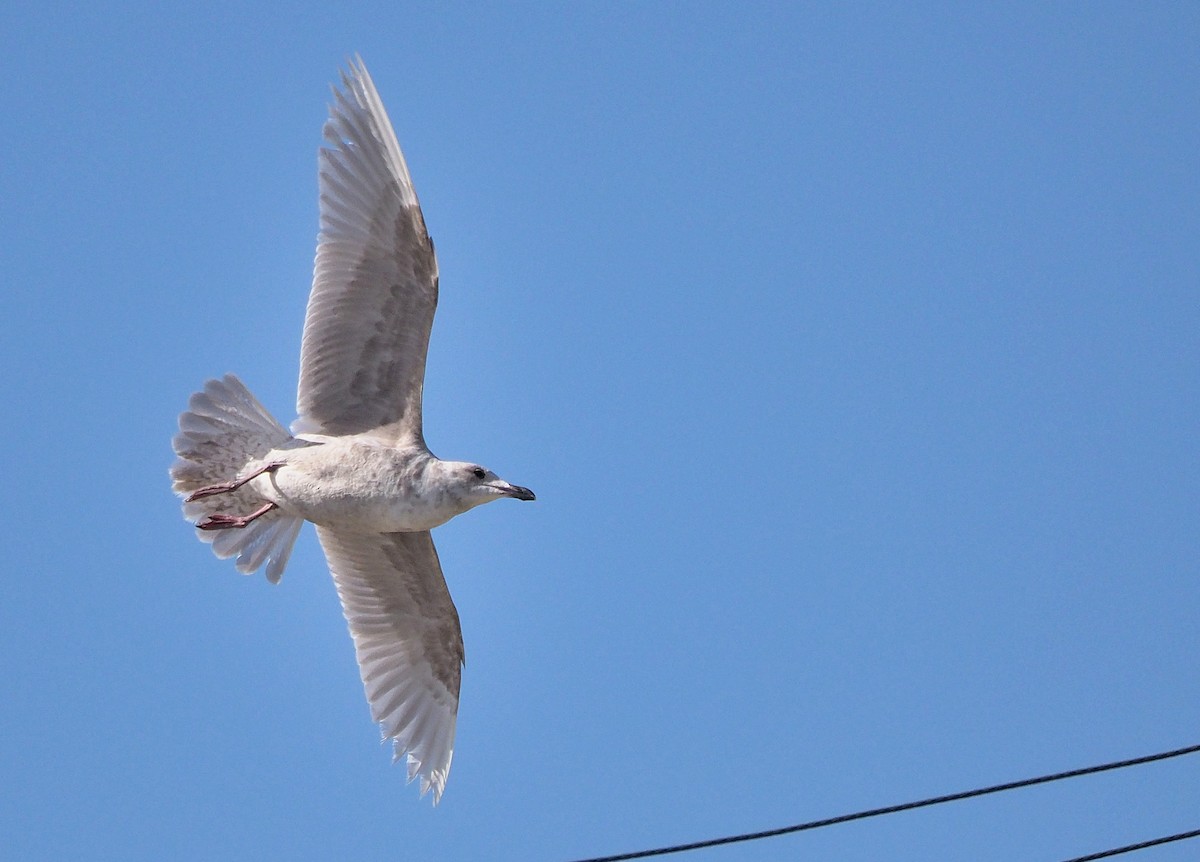 Glaucous-winged Gull - ML434433491