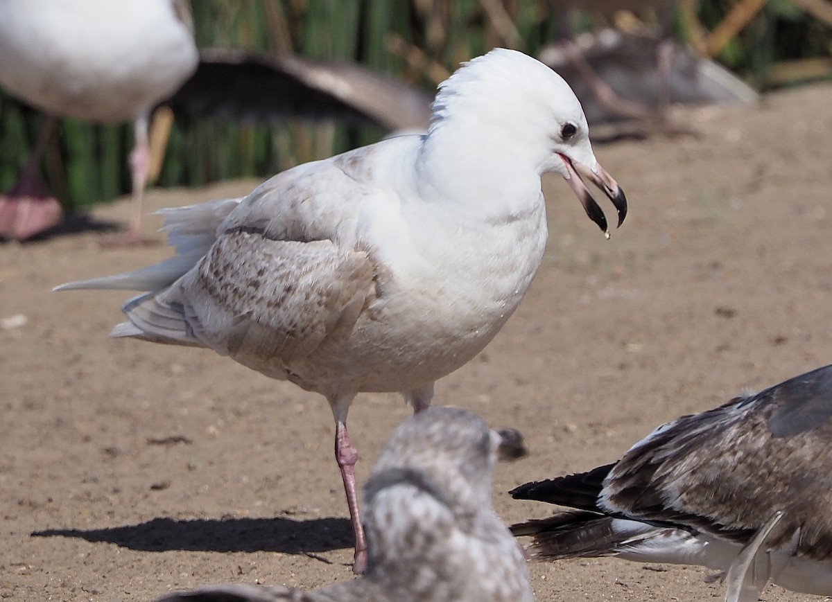 Larus sp. - ML434433621